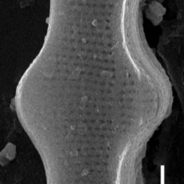 Achnanthes inflata SEM2