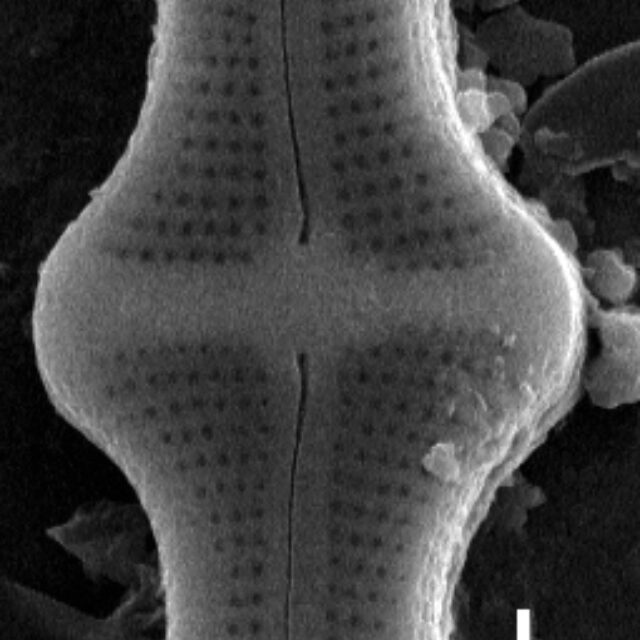 Achnanthes inflata SEM3