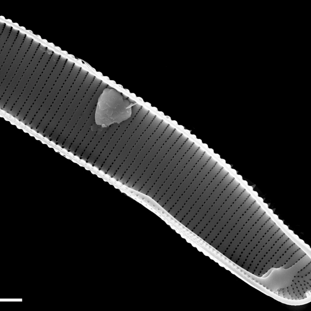 Eunotia lewisii  SEM2