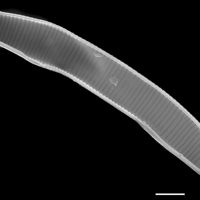 Eunotia lewisii  SEM3