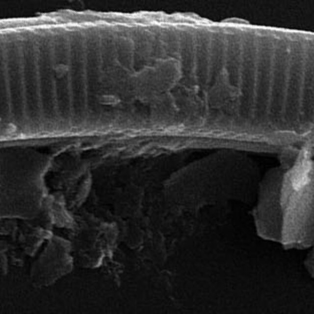 Eunotia nymanniana SEM2