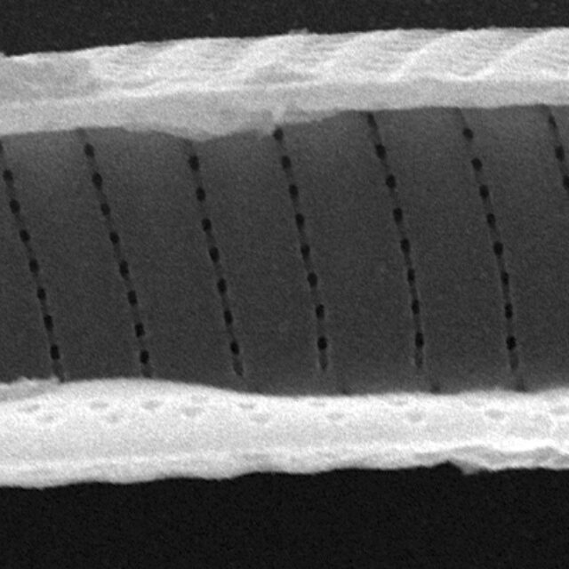 Eunotia obliquestriata SEM2