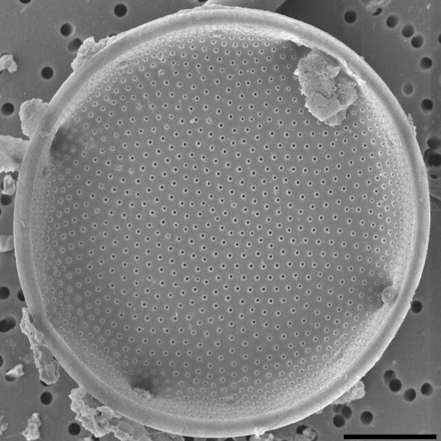 Eupodiscus radiatus SEM1