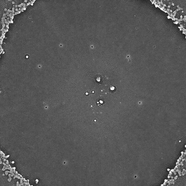 Melosira undulata SEM3