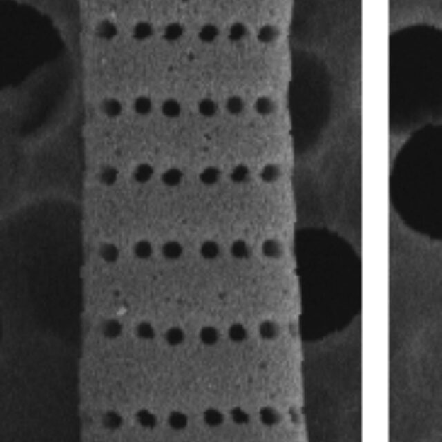 Fragilaria synegrotesca SEM3