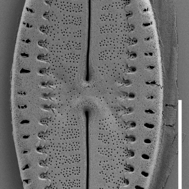 Fallacia Californica Sem3 901 M14126 02