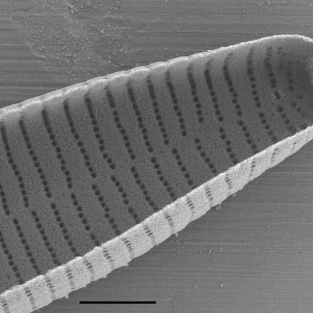 Fragilariforma nitzschioides SEM3