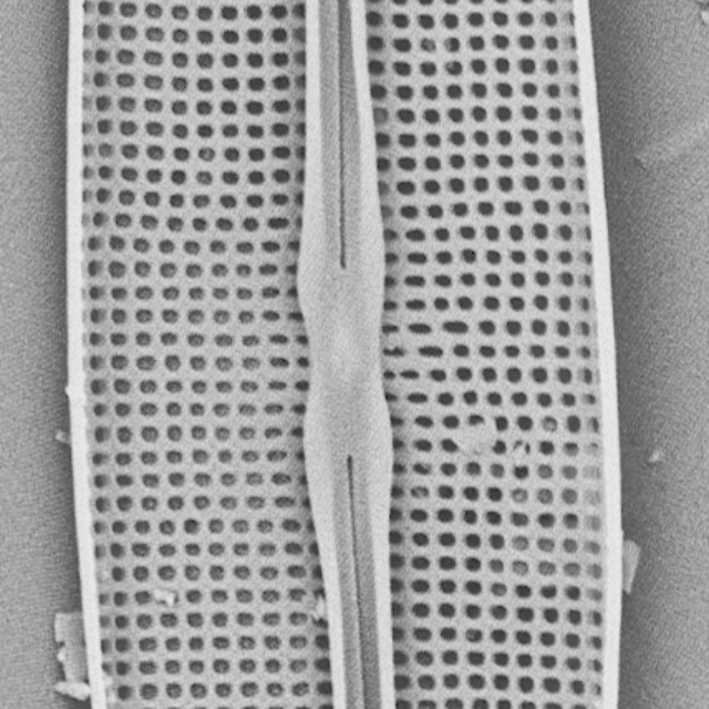 Frustulia pseudomagaliesmontana SEM2