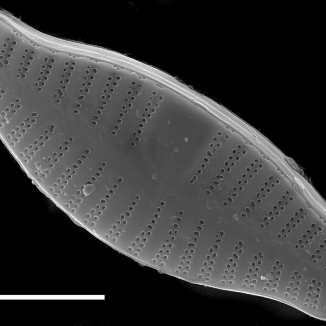 Planothidium biporomum SEM1