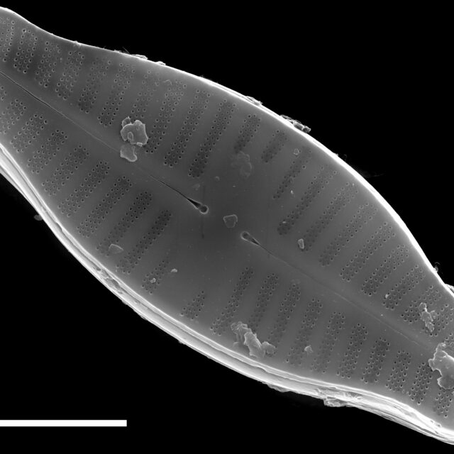 Planothidium biporomum SEM2