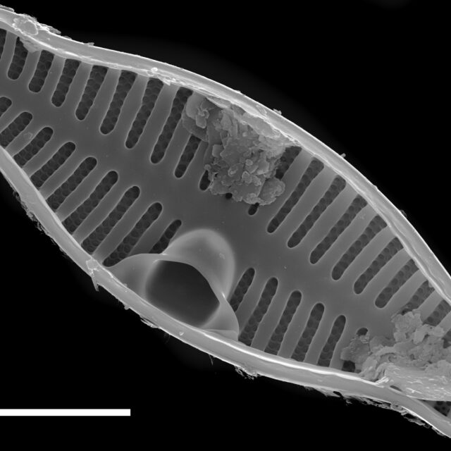 Planothidium biporomum SEM3