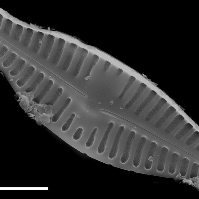 Planothidium biporomum SEM4