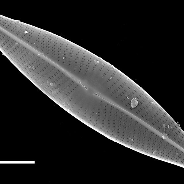 Navicula germainii SEM1