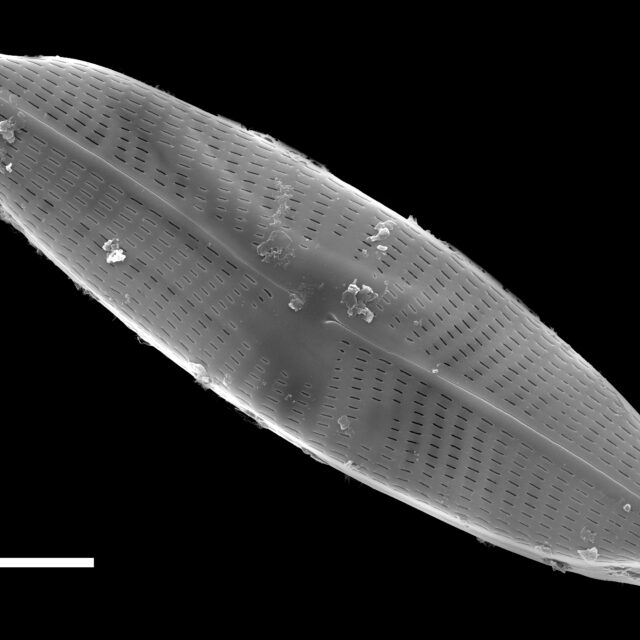 Navicula rostellata SEM1