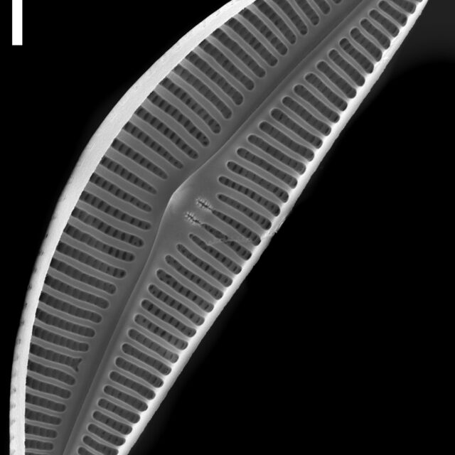 Cymbella subturgidula SEM1