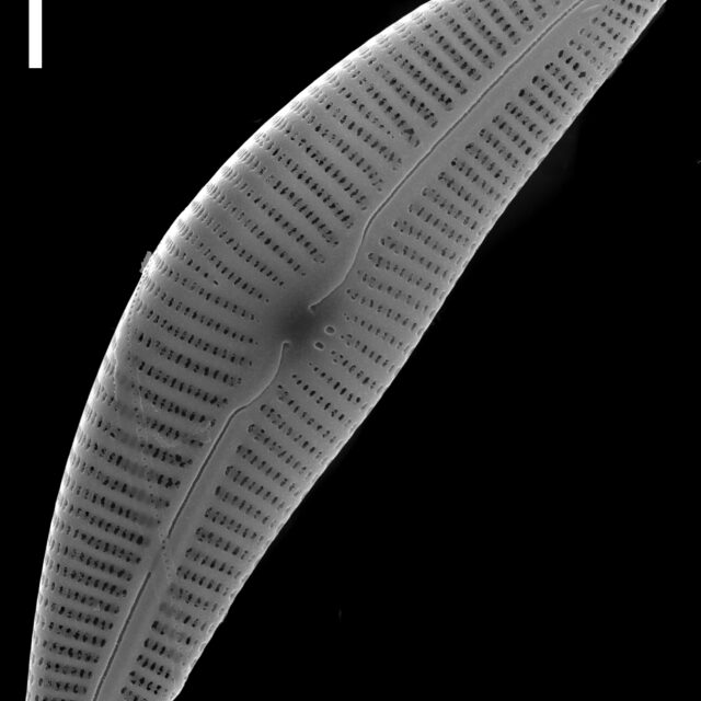 Cymbella subturgidula SEM2