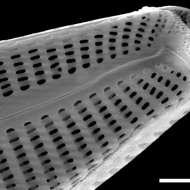 Cymbella subturgidula SEM3