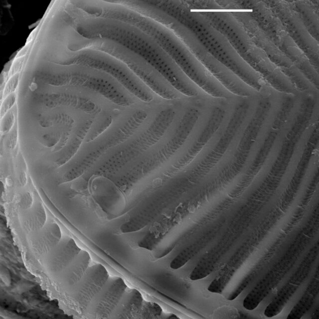 Surirella lacrimula SEM2