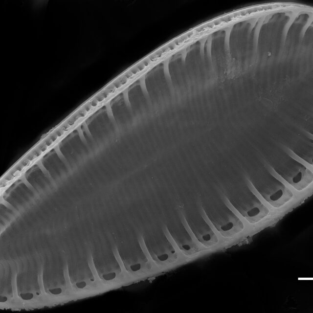 Surirella lacrimula SEM3