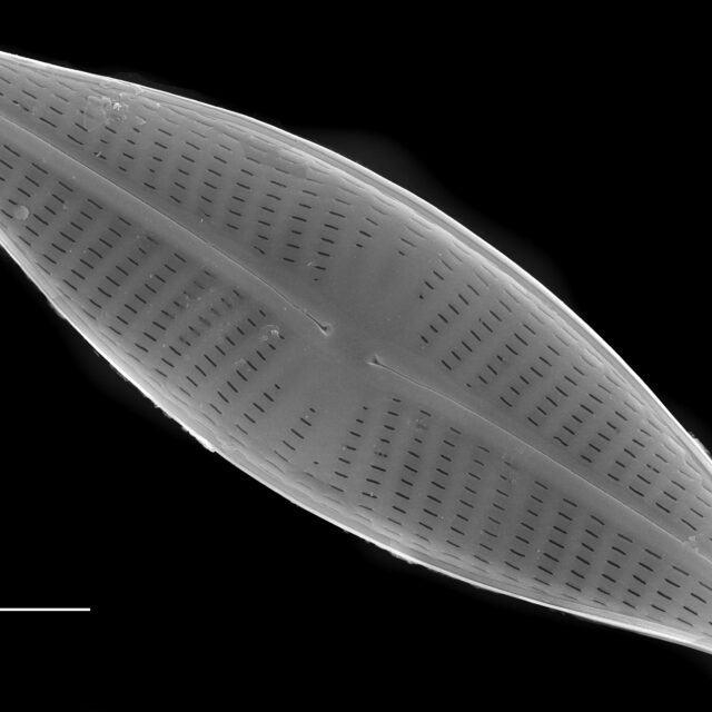 Navicula cryptocephala SEM1