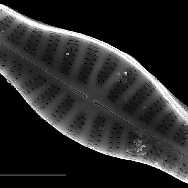 Hippodonta capitata SEM1