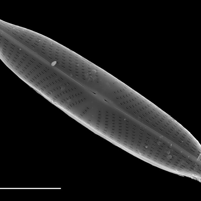 Navicula longicephala SEM1