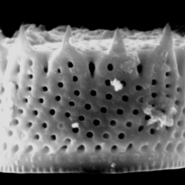 Aulacoseira pusilla SEM3