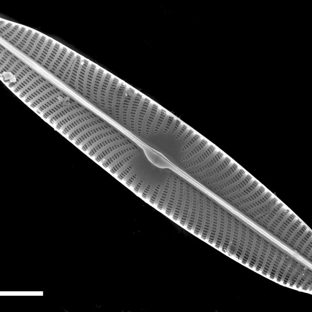 Navicula viridulacalcis subsp neomundana SEM1