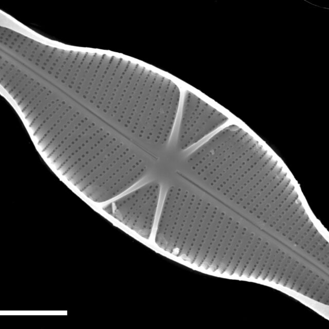 Capartogramma crucicula SEM1