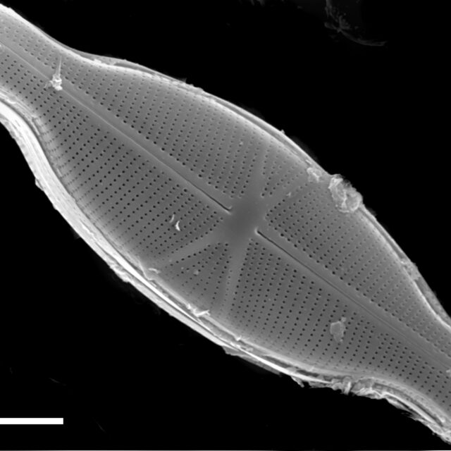 Capartogramma crucicula SEM2