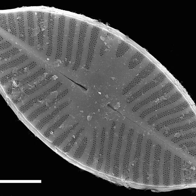 Planothidium apiculatum SEM1