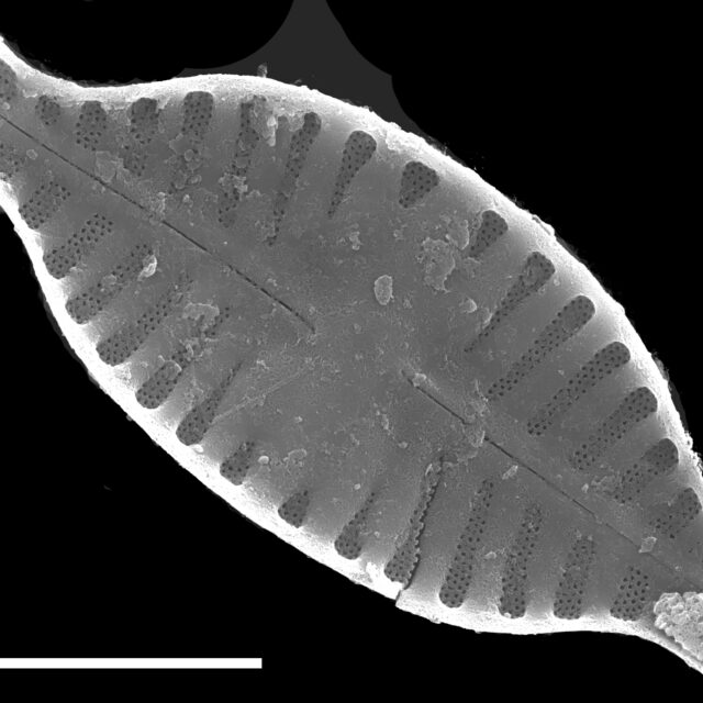 Planothidium rostratum SEM1