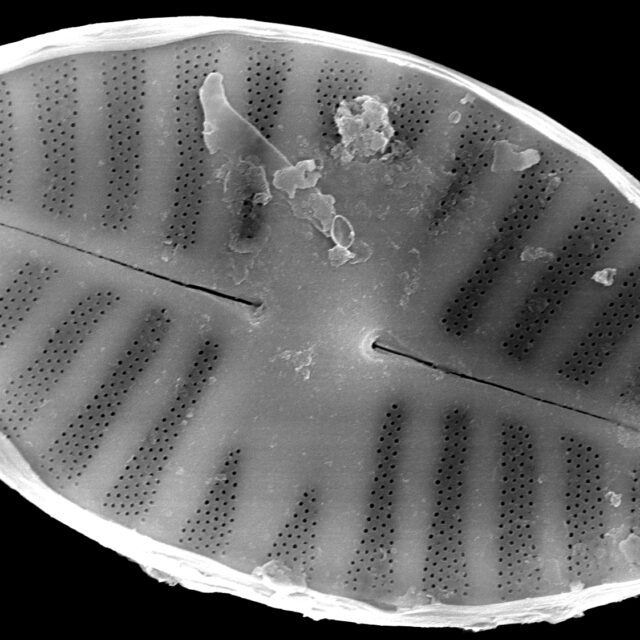 Planothidium abbreviatum SEM1