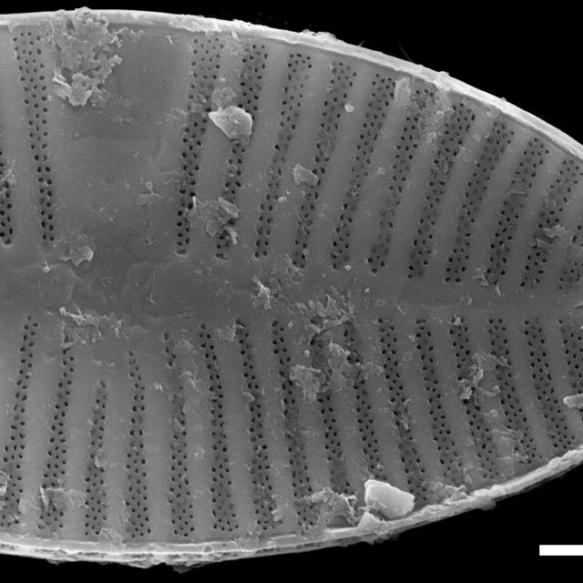 Planothidium apiculatum SEM2