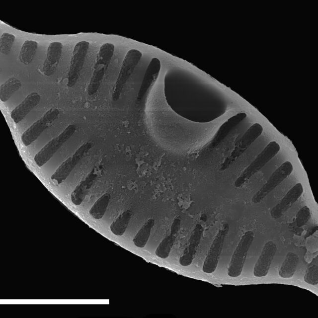 Planothidium rostratum SEM2