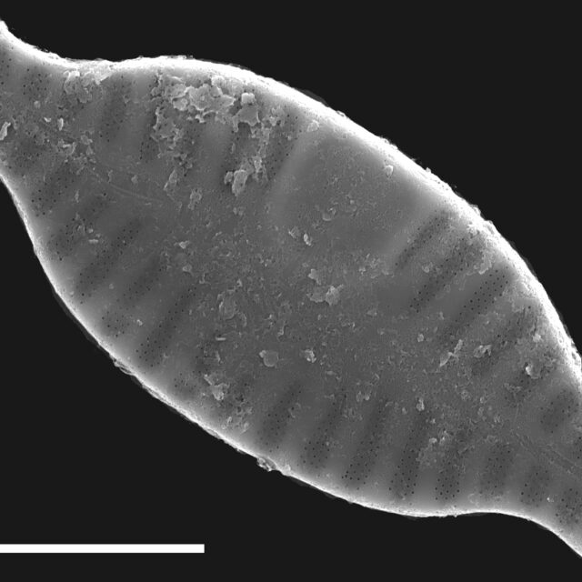 Planothidium rostratum SEM3