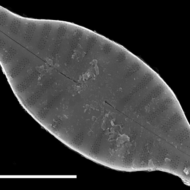 Planothidium rostratum SEM4