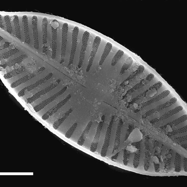 Planothidium apiculatum SEM3