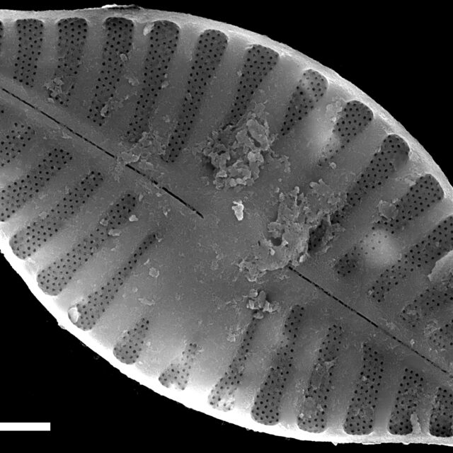 Planothidium abbreviatum SEM3