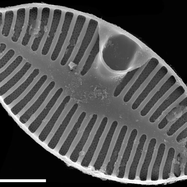 Planothidium apiculatum SEM4