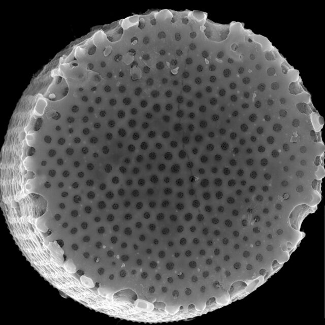 Aulacoseira muzzanensis SEM1