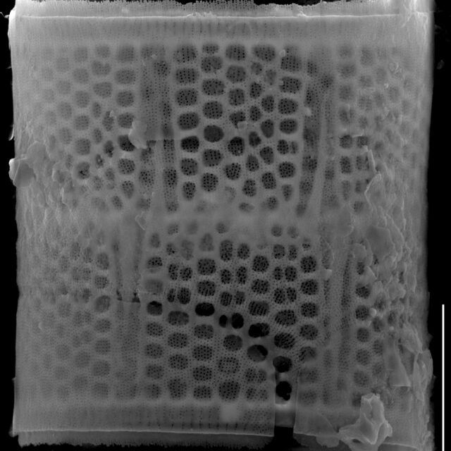 Aulacoseira muzzanensis SEM3