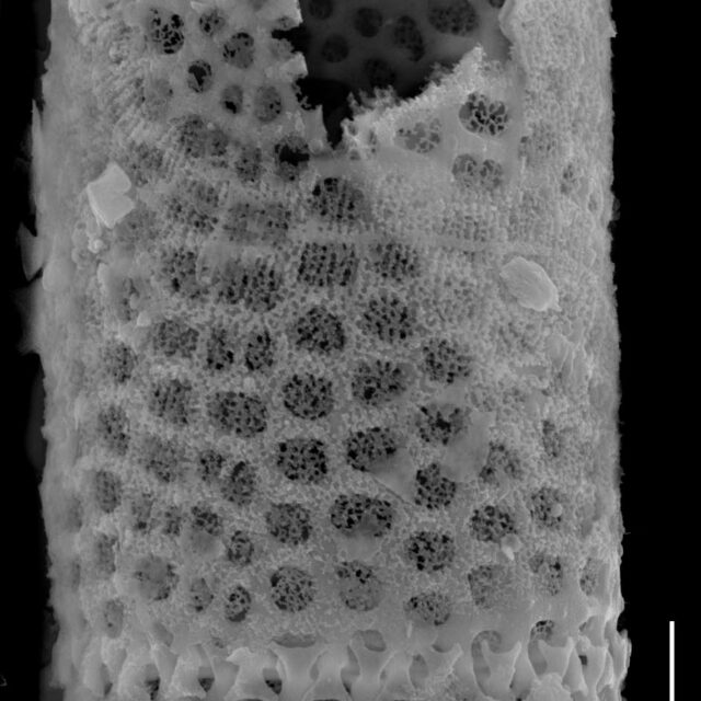 Aulacoseira granulata SEM1