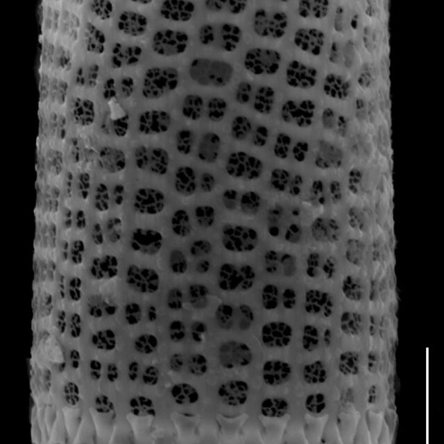 Aulacoseira granulata SEM2