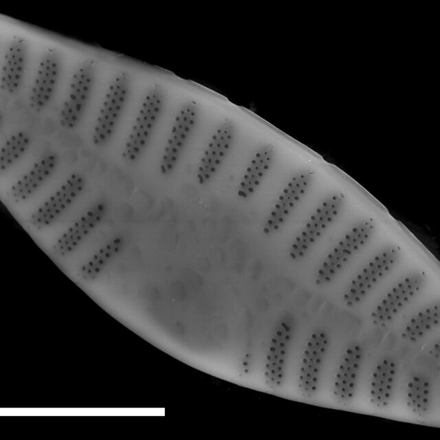 Planothidium lanceolatum SEM1