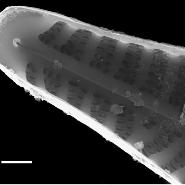 Hippodonta capitata subsp iberoamericana SEM3