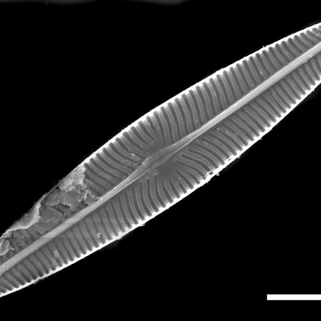 Navicula radiosa SEM2