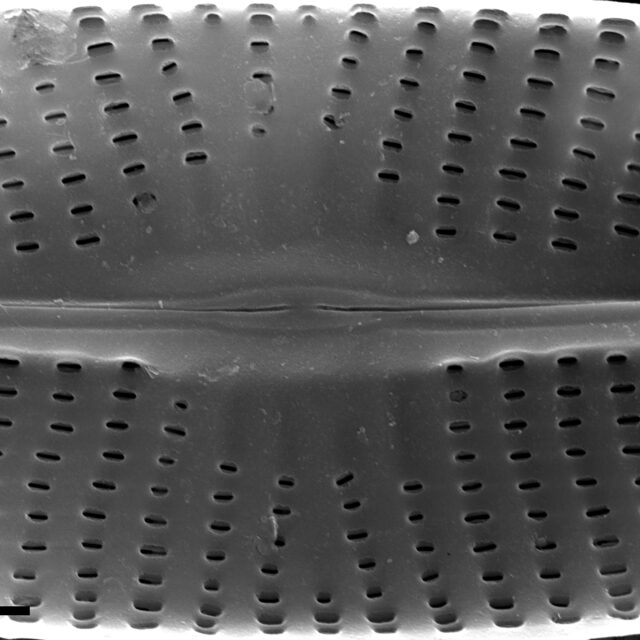 Navicula subrhynchocephala SEM1