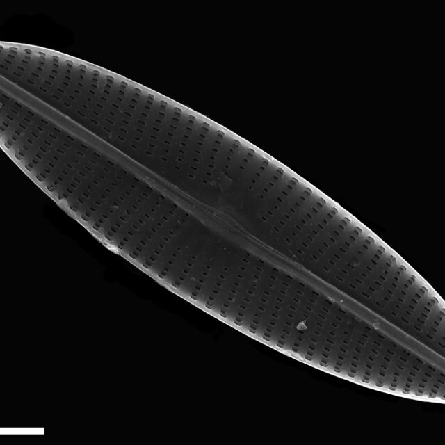 Navicula subrhynchocephala SEM3