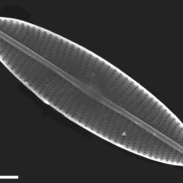 Navicula subrhynchocephala SEM4